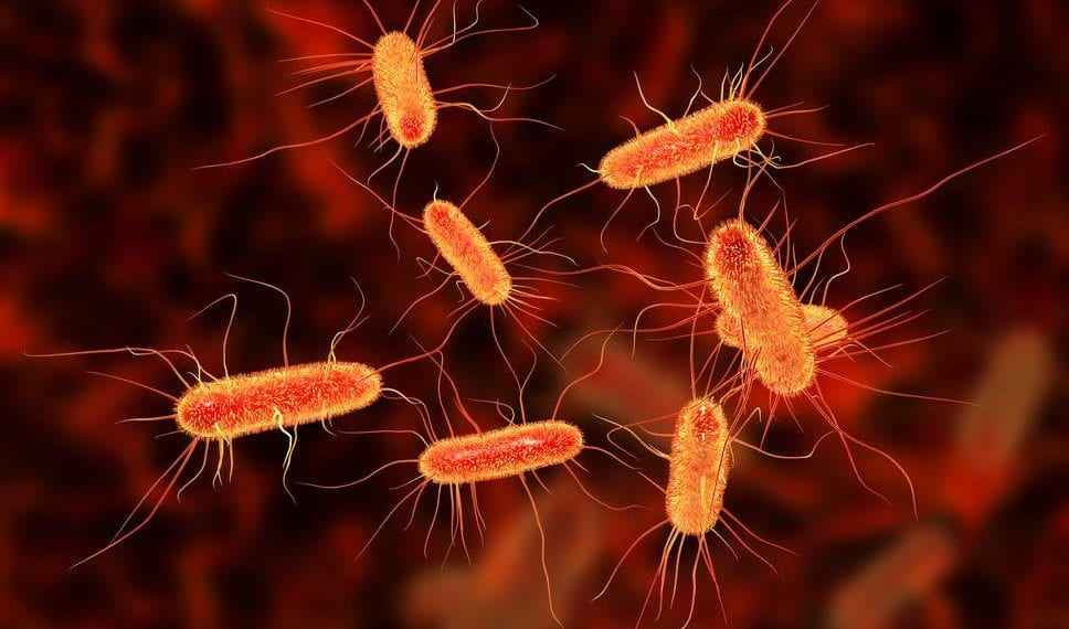Escherichia Coli Bakterisi (E.coli) Nedir? Nasıl Önlenir ?