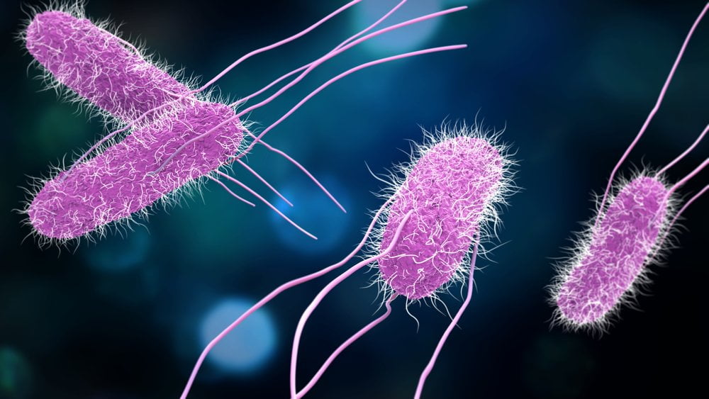 Salmonella Nedir? Nasıl Önlenir?